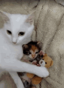 Cat Kitten GIF - Cat Kitten Hugging GIFs