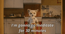 a fox says i 'm gonna go meditate for 30 minutes in a kitchen