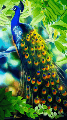 Peacock Beautiful GIF - Peacock Beautiful Colors GIFs