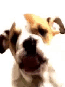 Dogs Puppies GIF - Dogs Puppies Puppy GIFs