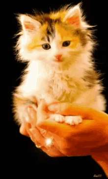 a person holding a fluffy kitten in their hands with a black background