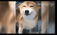 Cão Sorrindo GIF - Cão Sorrindo Dog GIFs