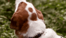 a close up of a brown and white dog with a blue collar .
