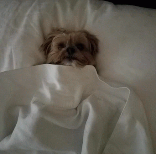 Good Night GIF - Good Night Yorkie - Descubrir y compartir GIFs