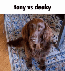 Tony Tony Beto GIF