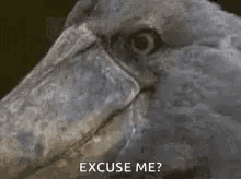 Bird What Did You Say GIF - Bird What Did You Say Scared GIFs