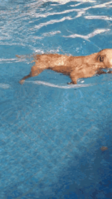 do staffordshire terriers like to swim