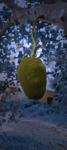 Jackfruit GIF