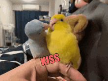 kiss kisses birds sweet