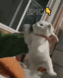 a white cat is standing on its hind legs in front of a window with the words epic above it