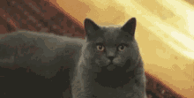 Cat Serious GIF - Cat Serious Stare GIFs