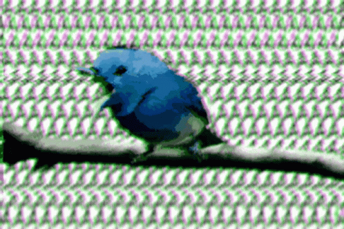 Twitter Pistola Bird GIF - Twitter Pistola Bird Twitter GIFs