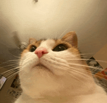 a close up of a cat with a pink nose