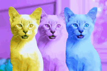 Psychedelic Three GIF - Psychedelic Three Cat GIFs