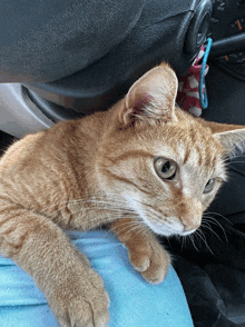 an orange cat is laying on a person 's lap