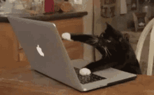 Cat Fast Typing GIF - Cat Fast Typing Laptop GIFs
