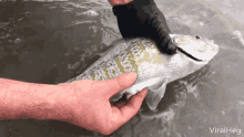 Baby Fish Pregnant GIF - Baby Fish Pregnant Mommy Fish GIFs