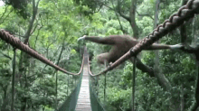 monkey monkeys gibbon tightrope walk