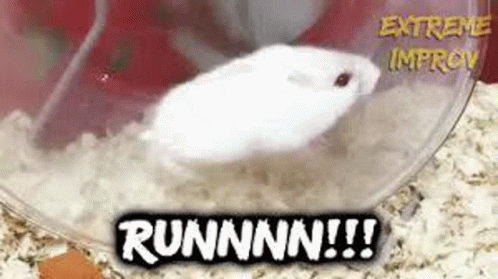 Хамстер 12 августа. Squishy rat gif.