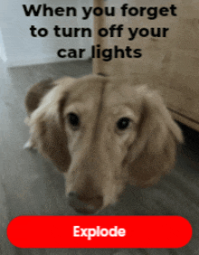 a picture of a dog next to a text that says " when you forget to turn off your car lights explode "