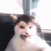 a black and white cat is making a funny face while sitting in a car .