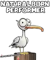 a cartoon bird is standing on a wooden post with the words natural born performer below it