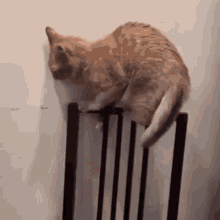Cat Cattitude GIF - Cat Cattitude Dumb Cat GIFs