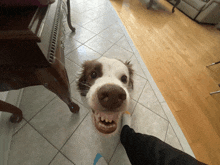 a brown and white dog with its mouth open looks at the camera