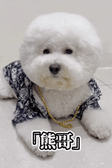 a small white dog is wearing a shirt and a chain around its neck