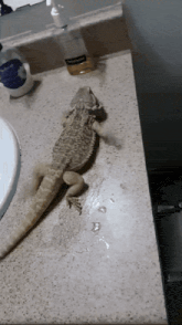 a lizard laying on top of a bathroom counter next to a bottle of neutrogena