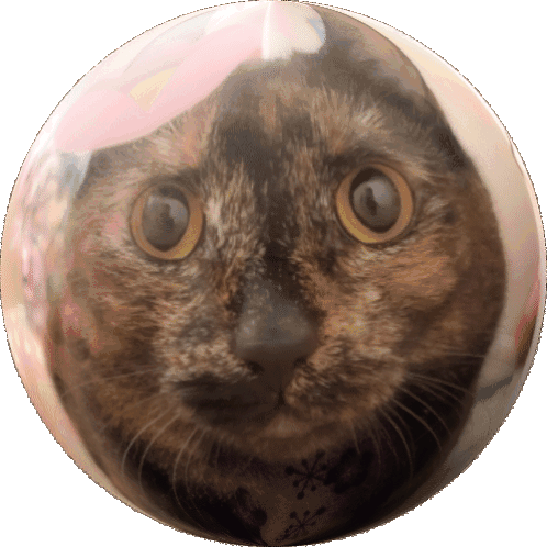 Cat Kitty Sticker - Cat Kitty Cute Stickers