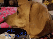 Dog Daschund GIF - Dog Daschund What You Do GIFs