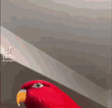 Red Bird GIF - Red Bird GIFs