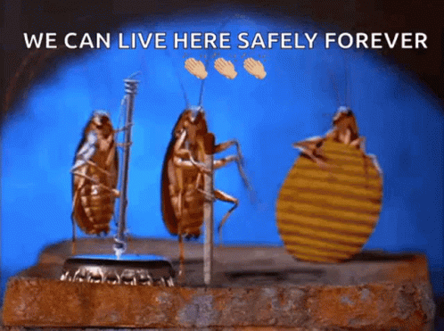 Bugs Insects GIF - Bugs Bug Insects GIFs
