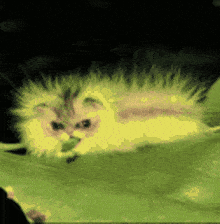 a caterpillar is crawling on a green leaf with a black background