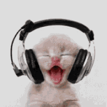 Listening To Music GIF - Listening To Music Cat Kitten GIFs