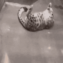 a black and white photo of a snow leopard laying down on its back .