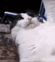 Shook Cat GIF - Shook Cat Extreme GIFs