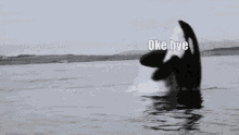 Orca Ok Bye GIF - Orca Ok Bye Ok GIFs