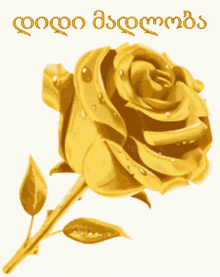 rose thanks golden rose madloba %E1%83%9B%E1%83%90%E1%83%93%E1%83%9A%E1%83%9D%E1%83%91%E1%83%90