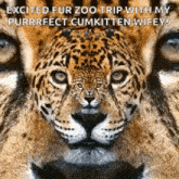 Jaguar Animal GIF - Jaguar Animal Stare GIFs