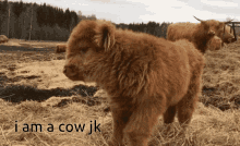 Cow Jk GIF