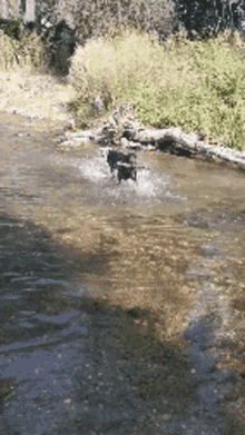 River Dog GIF