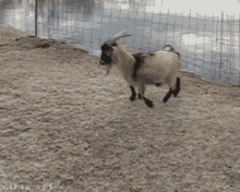 Funny Animals Goat GIF