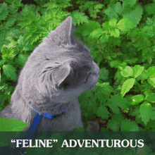 Cat Dog GIF - Cat Dog Adventure GIFs