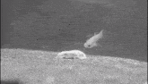 a black and white photo of fish swimming in a tank