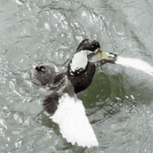 Duck Ducks GIF - Duck Ducks Waterbird GIFs
