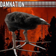 a black bird is standing on a branch with the words damnation written on the bottom
