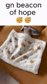 Gn Chat Beacon Of Hope GIF - Gn Chat Beacon Of Hope Cat GIFs