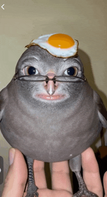 a bird with glasses and a fried egg on it 's head
